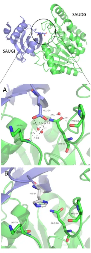 Fig. 4 Structural representation of SAUDG: SAUGI complexes. Three  dimensional structural model of the complex formed by SAUDG (green  cartoon) and SAUGI WT  (blue cartoon) (PDB: 3WDG)