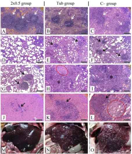 Figure 4. Histopathological (A–L) and comparative (M–O) examination of the visceral organs in experimental and control groups on day 114 after infection with Mtb