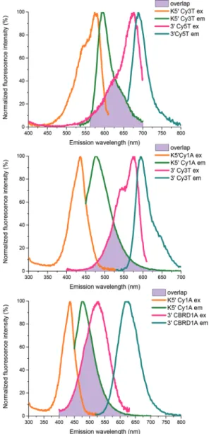 Fig. 5 shows the changes in normalized fluorescence inten- inten-sities of the donor and acceptor dyes, when the concentration of the donor–Clar wt K5′ was kept constant (500 nM), while the concentration of the acceptor – Clar wt 3 ′ or Clar wt 5 ′ varied 