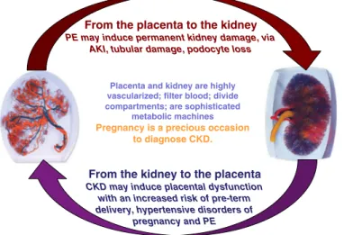 Fig. 2. Pregnancy and kidney function: complex interactions