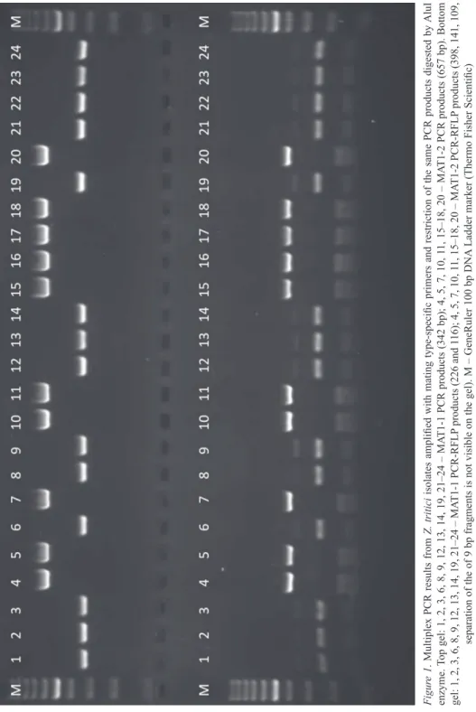 Figure 1. Multiplex PCR results from Z. tritici isolates amplified with mating type-specific primers and restriction of the same PCR products digested by AluI  enzyme