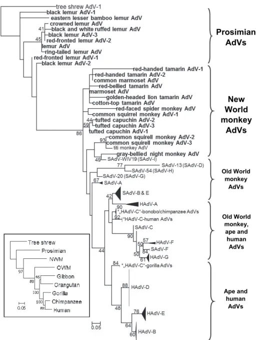 Fig. 2. Phylogeny reconstruction (ML analysis) based on partial (84-aa) sequences of the IVa2 pro- pro-tein of primate adenoviruses (AdVs)