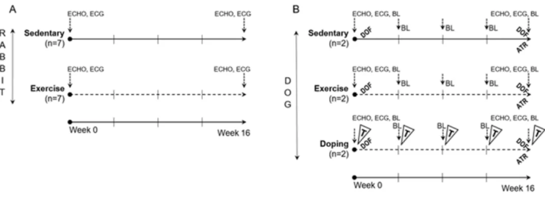 Figure 1. Experimental protocol in rabbits (A) and dogs (B). Continuous line, Do not participate in training sessions (‘Sed’ groups); Dotted line, Participate in training sessions (‘Ex’ and ‘Dop’ groups); ECHO, Echocardiography; ECG, Electrocardiography; B