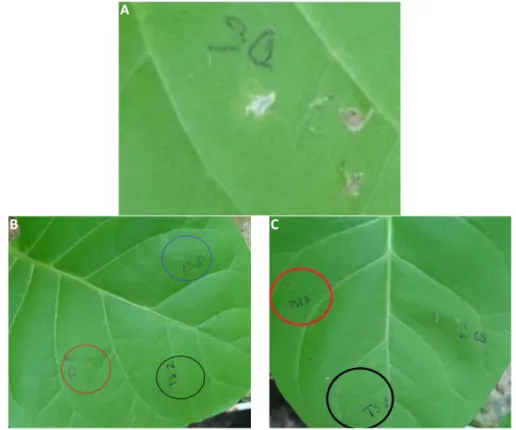 Figure 6. Toxic effect of 5% DMSO (A) to leaf of Nicotiana tabacum compared to nontoxic effect of  compounds 2 (blue ring), 5 (red ring), and 6 (black ring) (B) and nontoxic effect of compounds 6 (black  ring) and 14 (red ring) (C)
