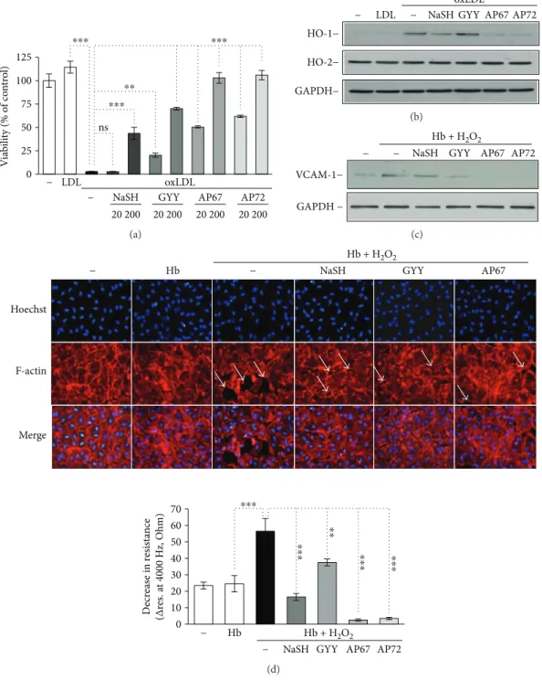 Figure 7: Endothelial responses provoked by Hb-lipid interactions are attenuated by sul ﬁ de donors