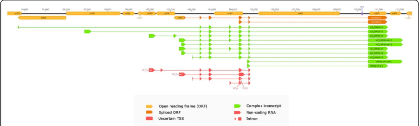 Fig. 7 Splice isoforms of ORF63 and ORF64 with a similar splicing pattern as the VLT ly