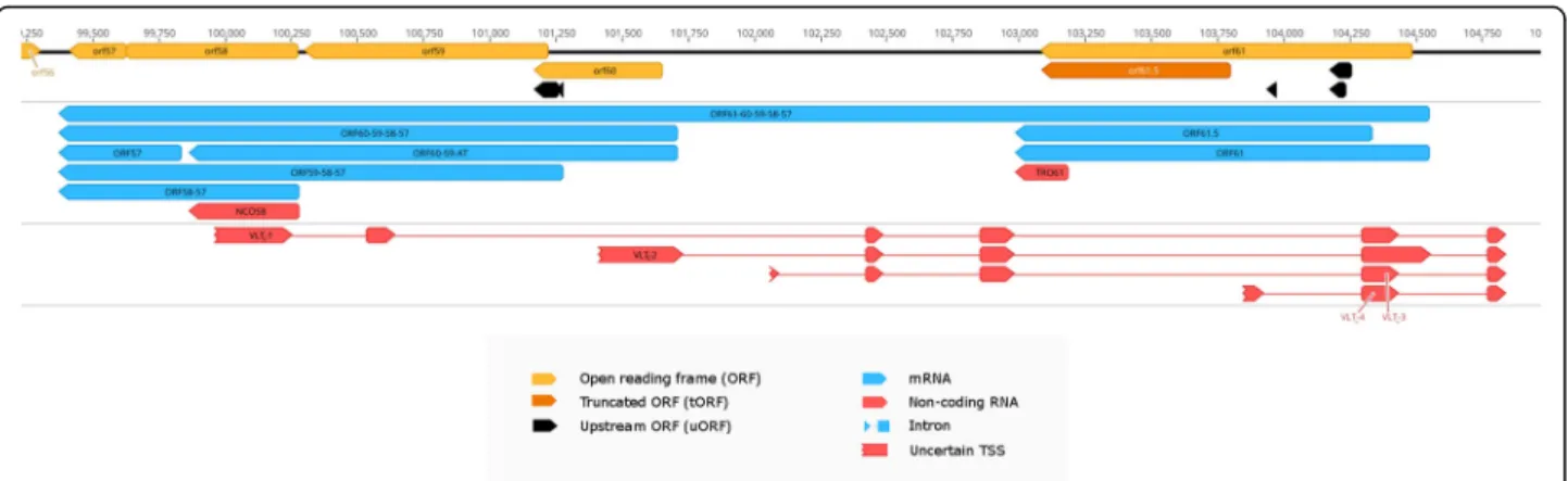 Fig. 4 The genomic region of VLT. The transcriptome of the varicella zoster virus was sequenced using long-read cDNA sequencing