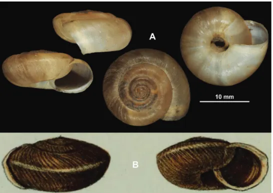 Figure 4.  Shells of Trichocathaica vestita (Pilsbry, 1934) (holotype, ANSP 159708) ( A ) and Helix (Camaena)  constantinae Adams, 1870 ( B ) (illustration from the original description)