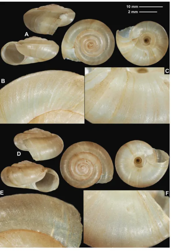 Figure 5. Shells (A, D), dorsal (B, E), and ventral (C, F) sculpture of Trichocathaica vestita A–C HNHM  103471 (D = 22.7 mm) D–F HNHM 103470 (D = 22.8 mm)