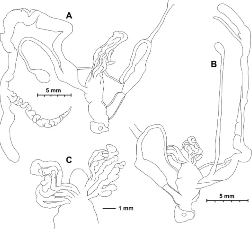 Figure 6.  Genital anatomy of Trichocathaica vestita  A  Dextral specimen (HNHM 103470)  B, C  Sinis- Sinis-tral specimen (HNHM 103471).