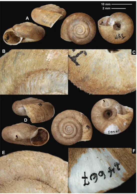 Figure 2. Shells (A, D), dorsal (B, E), and ventral (C, F) sculpture of Trichocathaica amphidroma (Möl- (Möl-lendorff, 1899) A–C SMF 8942 (lectotype, D = 20.8 mm) D–F SMF 24667 (paralectotype, D = 23.6  mm)