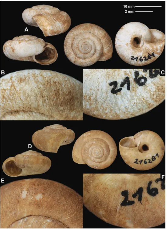 Figure 3. Shells (A, D), dorsal (B, E), and ventral (C, F) sculpture of Trichocathaica macrosquamata Páll- Páll-Gergely sp