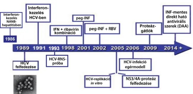 Az 5. ábra a HCV-kutatás történetének mérföldköveit  foglalja össze. 