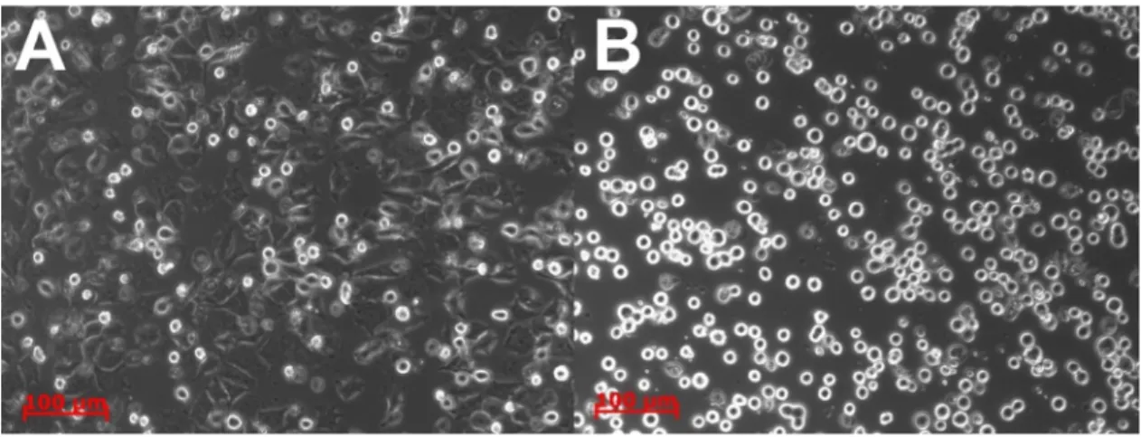 Figure 4. Microscopic images of the cells after the measurement in the Epic BT microplate wells