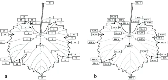 Fig. 2. Location (a) and the reliability (b) of the 32 landmarks on the collected 250  grapevine (Vitis vinifera L