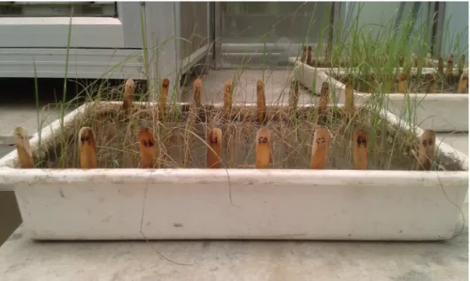 Figure 1. Standard seed box screening of rice genotypes under controlled conditions as per the technique given  by Heinrichs et al