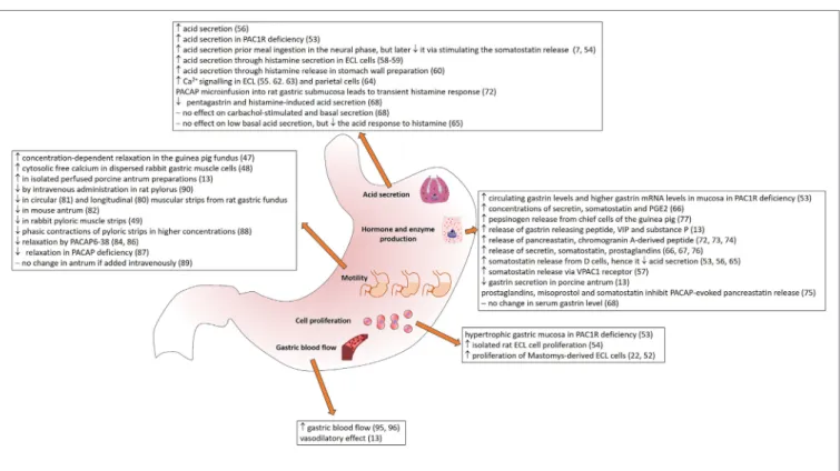 FiGURe 1 | Summary of the effects of PACAP in stomach.