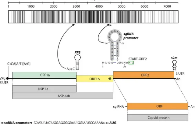 FIG 3  Representative genome map and identity graph (above the map) for Ni-AstVs. Vertical lines in the identity graph represent identical nucleotides (nt) in the alignment