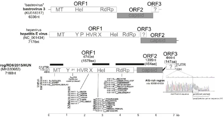 Fig.  1.  Schematic  genome  organization  and  conserved  amino  acid  (aa)  motifs  in  ORF1  of  the  study  strain,  agile  frog/RD6/2015/HUN (MH330682) from agile frog tadpoles, related to hepeviruses (Koonin et al., 1992; Batts et al., 2011; Lin et  