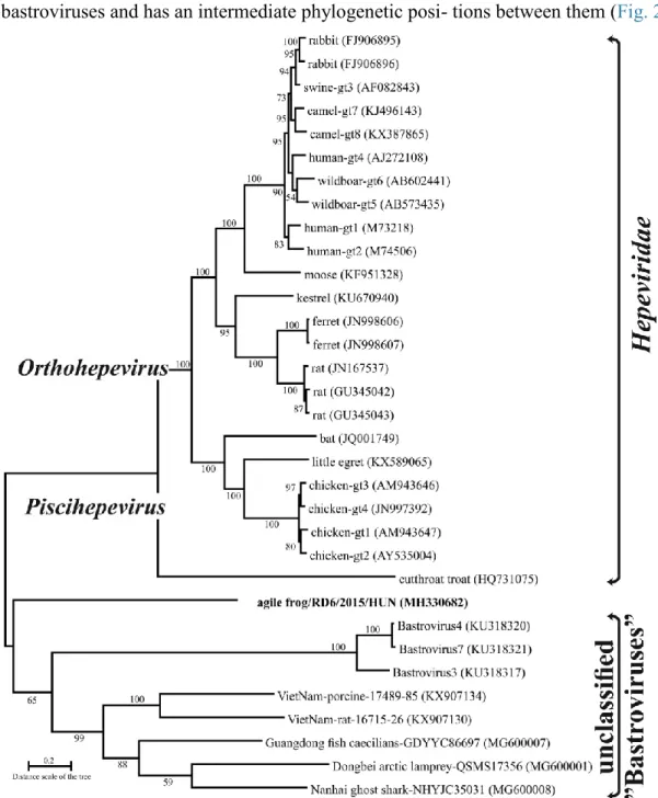 Fig.  2.  Phylogenetic  analysis  of  corresponding  amino  acid  sequences  of  representative  hepatitis  E  viruses,  unclassiﬁed 