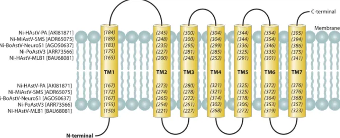 FIG 5 Schematic representation of seven predicted transmembrane domains (yellow columns; TM1 to -7) identiﬁable in the N-terminal region of NSP-1ab of all known Ni-AstVs
