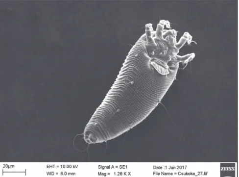 Fig. 3. SEM micrograph of Aculus scutellariae, ventrolateral view of female 