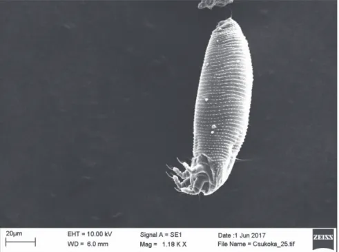 Fig. 7. SEM micrograph of Aculus scutellariae, lateral view of nymph 