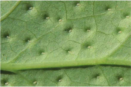Fig. 11. Eggs of Trioza scottii on the leaf under side of ×Mahoberberis neubertii   (Photo: L
