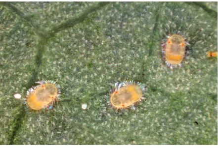 Fig. 13. Trioza scottii nymphs (Photo: L. Érsek)
