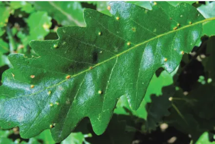 Fig. 1. Pit galls caused by Trioza soniae on the upper side   of the leaf of Quercus cerris (Photo: L