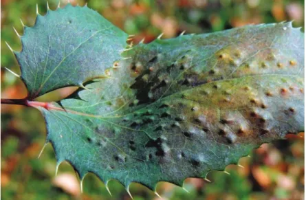 Fig. 9. Pit galls caused by Trioza scottii on the upper side   of the leaf of ×Mahoberberis neubertii (Photo: L
