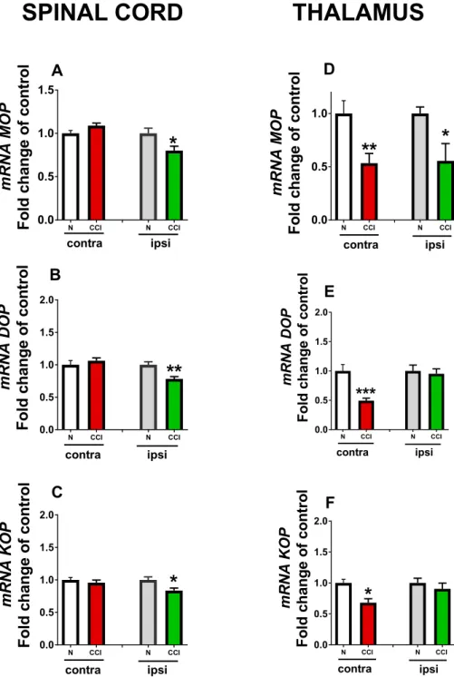 Fig. 2. qRT-PCR analysis of the MOP DOP and KOP mRNA levels in the both sides in naı¨ve mice (N) and ipsi- and contralateral parts of the spinal cord (A–C) and thalamus (D–F) 14 days after injury in CCI mice