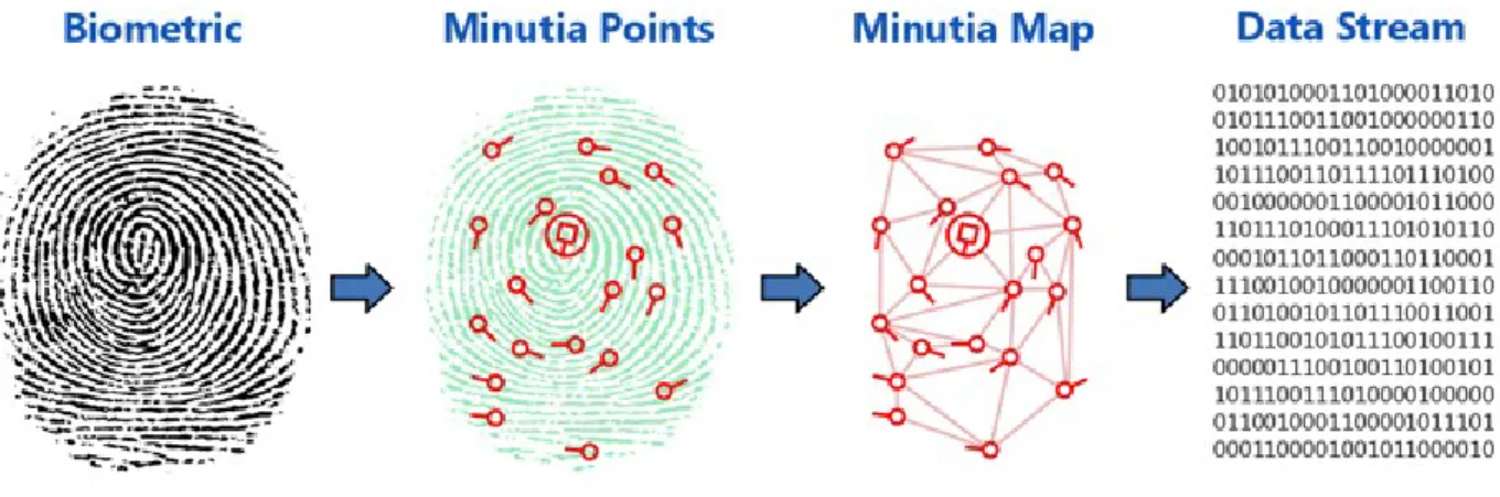 Figure 1 : The process of fingerprint recognition (source: http://www.identityone.net/BiometricTechnology.aspx)  The most important thing is that fingerprint image is not stored just a map about unique parameters of  a fingerprint