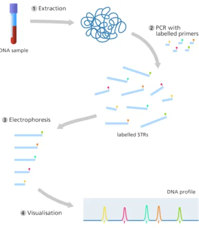Figure 3 : The process of the DNA-fingerprinting (source: https://www.yourgenome.org/facts/what-is-a-dna- https://www.yourgenome.org/facts/what-is-a-dna-fingerprint) 