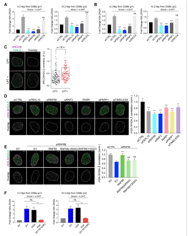 Figure 6. The recruitment of H2A.Z to DSBs depends on the FRUCC. (A) qChIP was performed in the DSB reporter U-2OS cells (see Figure 3C) with and without FokI-induced DSBs using the indicated antibodies
