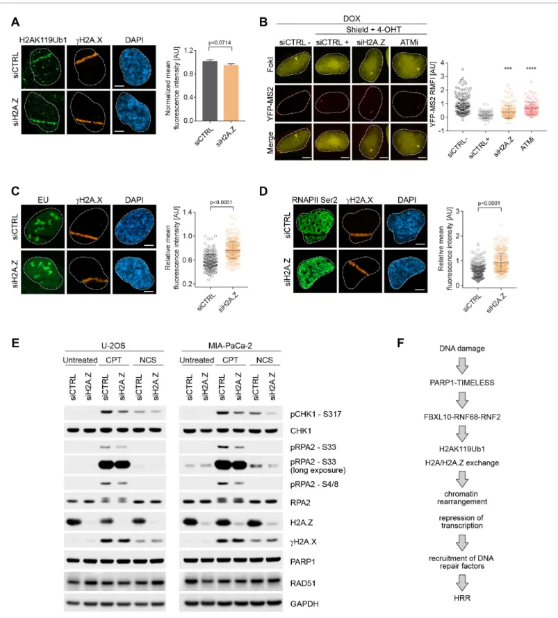 Figure 7. H2A.Z is involved in transcriptional repression at sites of DNA breaks and is required for efficient DSB signaling