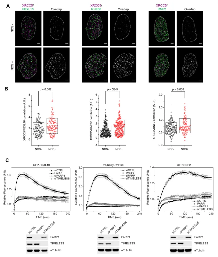 Figure 1. FBXL10, RNF68, and RNF2 are recruited to sites of DNA damage in a PARP1- and TIMELESS- dependent manner