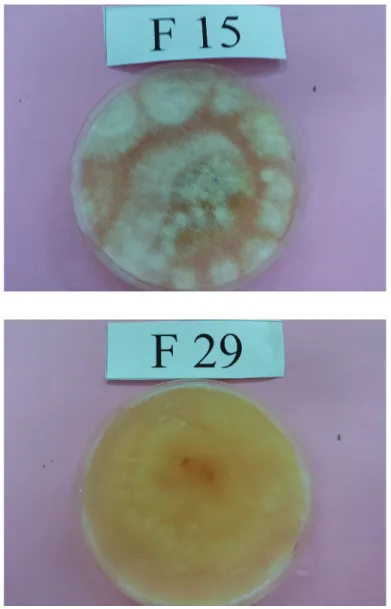 Figure 1. Two Fusarium head blight isolates on Petri-dish with potato-dextrose agar used for aggressiveness  tests on wheat cultivars: F15 (F
