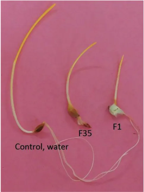 Fig. 1. Symptoms on seedlings of inoculated barley cultivar Arabi Aswad with isolate F1   (Fusarium culmorum) and F35 (F