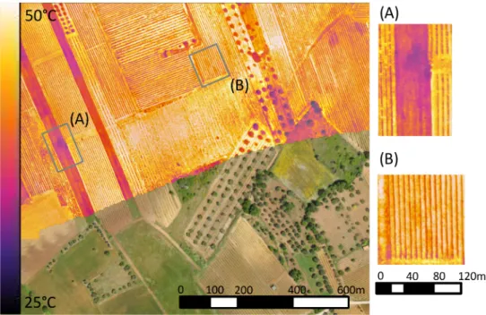 Figure 2. A thermal survey over an Aglianico vineyard in the Basilicata region (southern Italy) overlaying an RGB orthophoto obtained by a multicopter mounted with both optical and FLIR Tau 2 cameras
