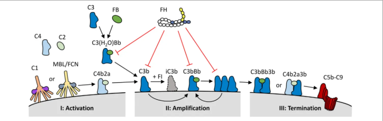 FigURe 1 | Overview of the role of factor H (FH) within the complement system. (I) The complement system is activated via binding of C1q (classical pathway), or  mannan binding lectin/ficolins (MBL/FCN) (lectin pathway) in complex with serine proteases to 