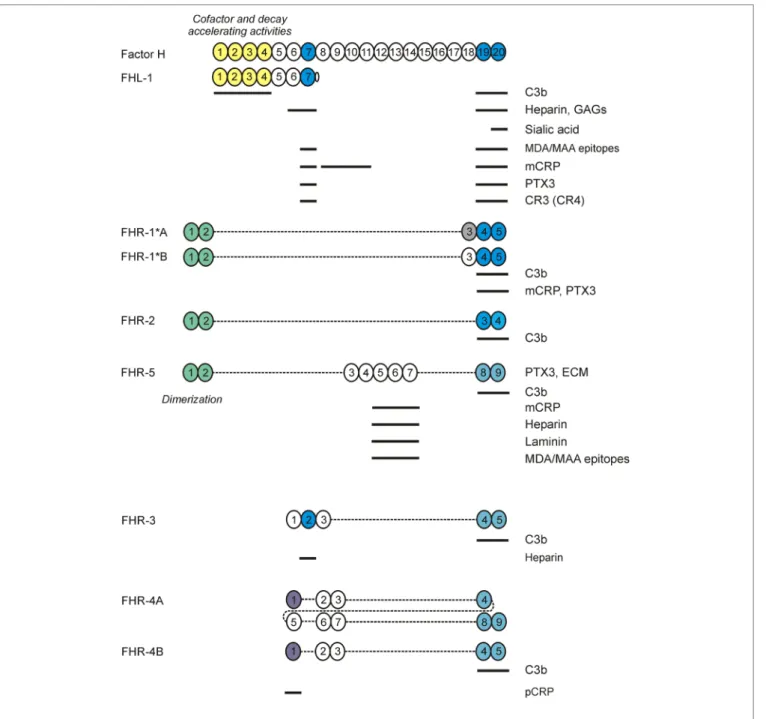 FigURe 2 | Factor H (FH) family proteins and their ligands. The schematic complement control protein (CCP) domain structure of FH, FHL-1, and the FHR proteins  is shown, with CCPs aligned vertically to the homologous domains in FH