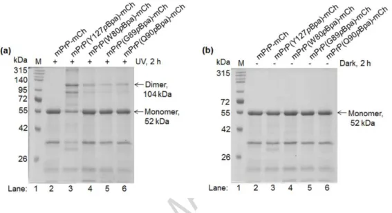 Fig. 3. Photo-crosslinking of dimers of various prion-mCherry proteins containing site  specifically inserted pBpa in the sequence of the PrP