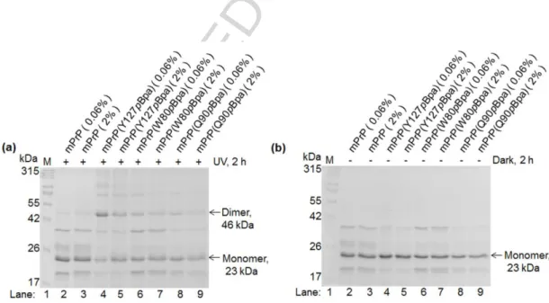 Fig. 6. Untagged wild type and pBpa-mutant PrPs have similar conformational 