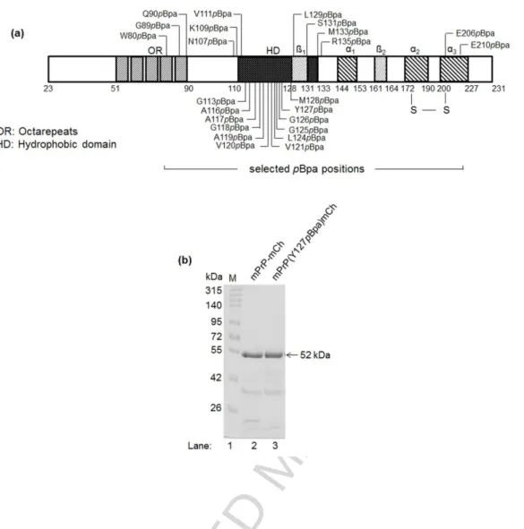Fig. 1. The series of site specific single-pBpa-mutant PrPs generated. (a) Schematic  diagram of the mPrP sequence (aa 23-231) indicating the residues chosen for pBpa-mutation  to generate a series of single-pBpa-mutant mPrPs, and the structural features o