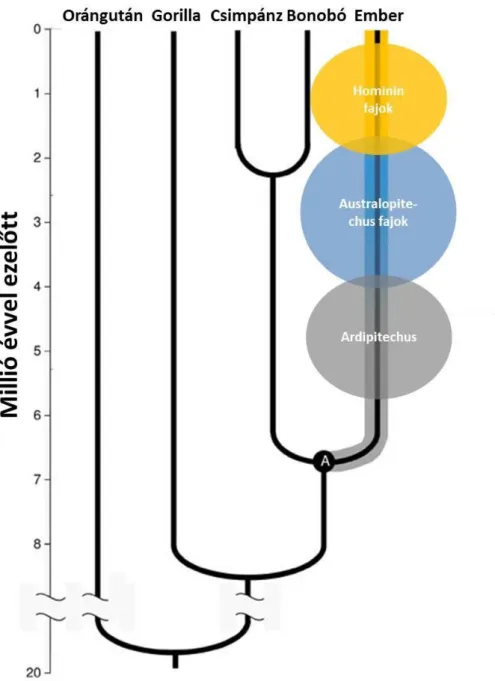 1. ábra. Az emberi evolúció törzsfája. A törzsfán, mely a valóságban rengeteg elágazással és  kihalt fajjal rendelkezik, a ma élő fajok láthatóak