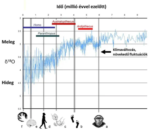 2. ábra. A Föld átlaghőmérsékletének változása és a hominin fajok evolúciójának jelentős  lépései az elmúlt 9 millió évben