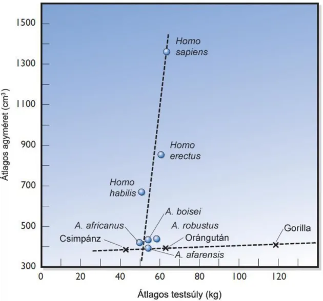 3. ábra. Az ember legközelebbi ma élő rokonai és néhány hominin faj agymérete a 
