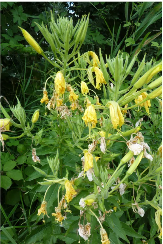 Fig. 4. Oenothera oehlkersii at Balatonkenese (Photo: D. Schmidt).