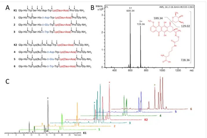 Figure 2: Degradation of the GnRH-III bioconjugates by rat liver lysosomal homogenate